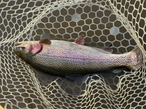 釣果一覧】新潟県で釣れたロックトラウト - アングラーズ | 釣果600万