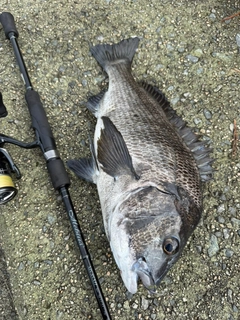 チヌの釣果