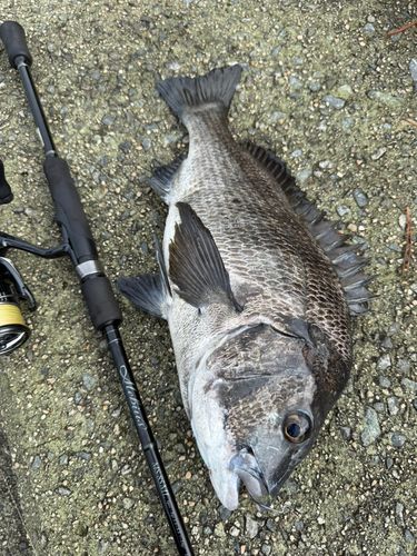 チヌの釣果