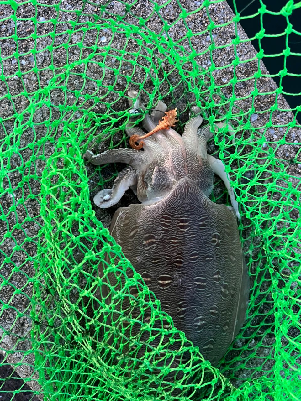 コウイカの釣果写真