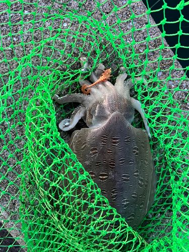 コウイカの釣果