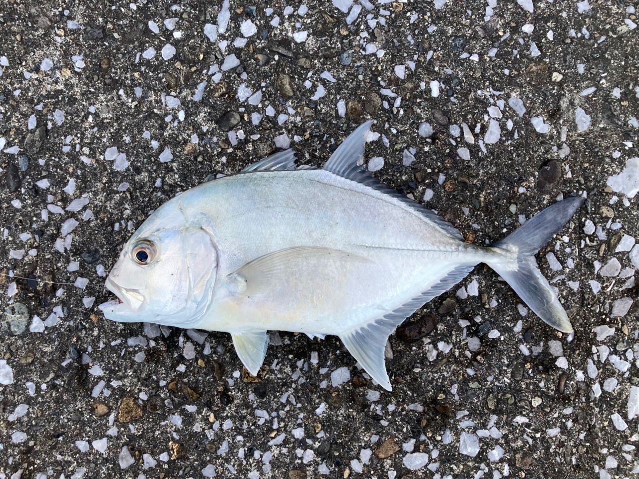 メッキの釣果写真