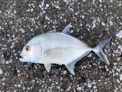 メッキの釣果