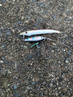 カマスの釣果