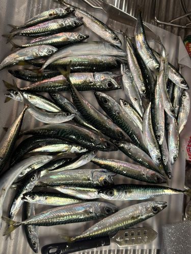 サバの釣果