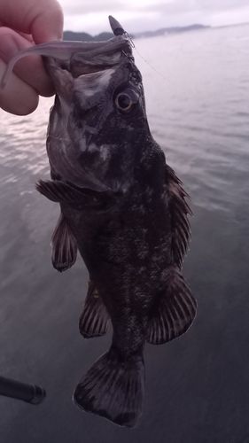 クロソイの釣果