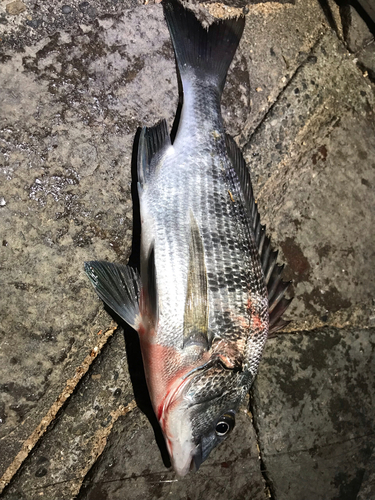 クロダイの釣果