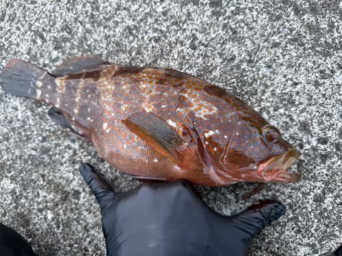 キジハタの釣果