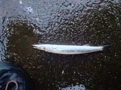 カマスの釣果