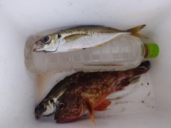 マアジの釣果