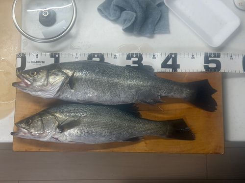 シーバスの釣果