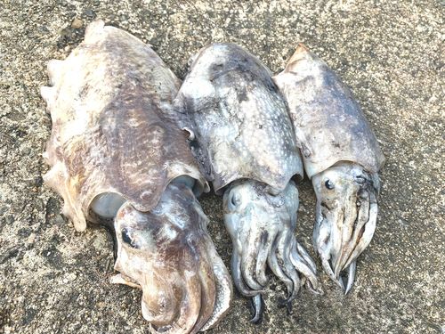 コウイカの釣果