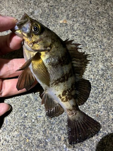 メバルの釣果
