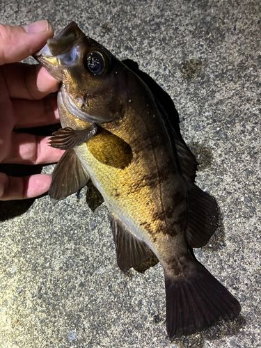 メバルの釣果