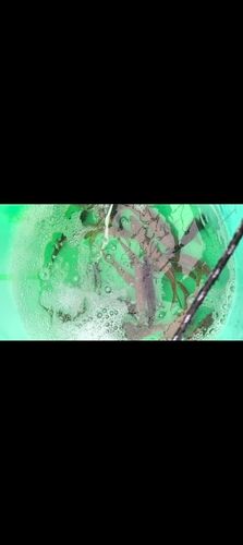 マアジの釣果