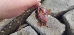 ガシラの釣果
