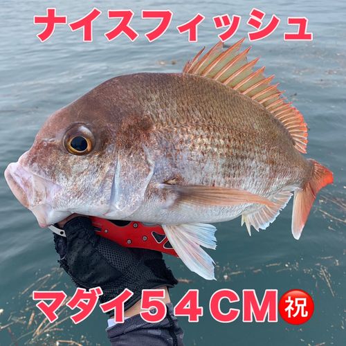 マダイの釣果