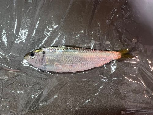 サッパの釣果