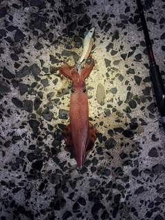 ケンサキイカの釣果