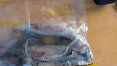 ケンサキイカの釣果