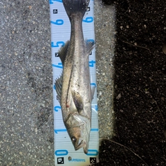 スズキの釣果