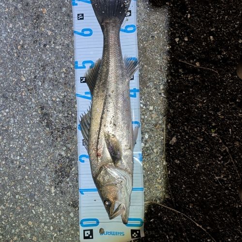 スズキの釣果