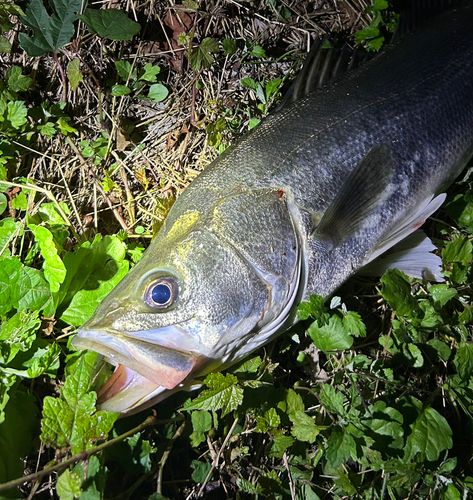スズキの釣果