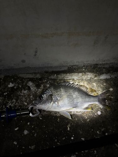 キビレの釣果