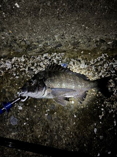 チヌの釣果