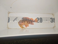 ガシラの釣果