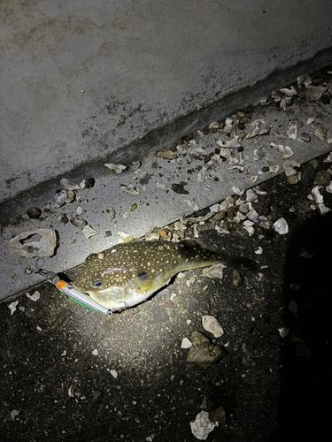 クサフグの釣果