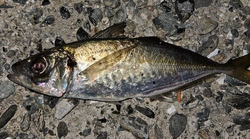 マアジの釣果