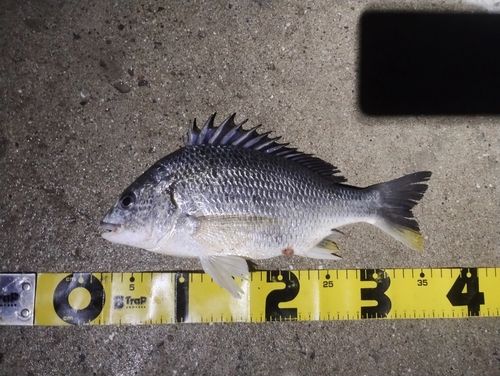 キビレの釣果
