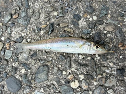 釣果