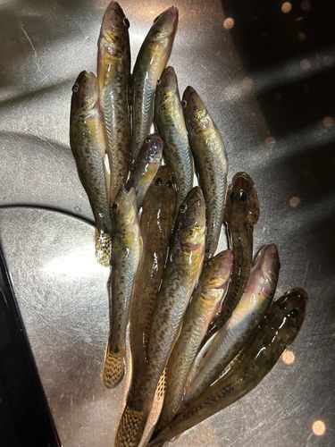 ハゼの釣果