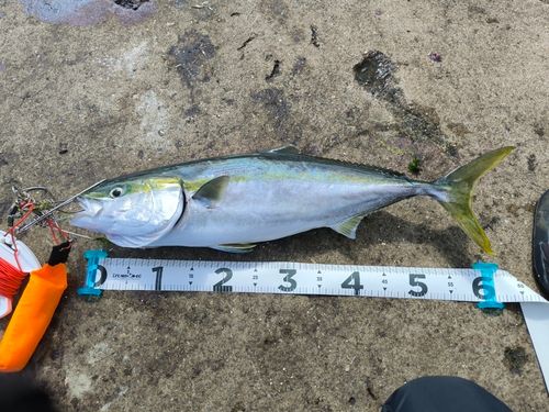 ワラサの釣果