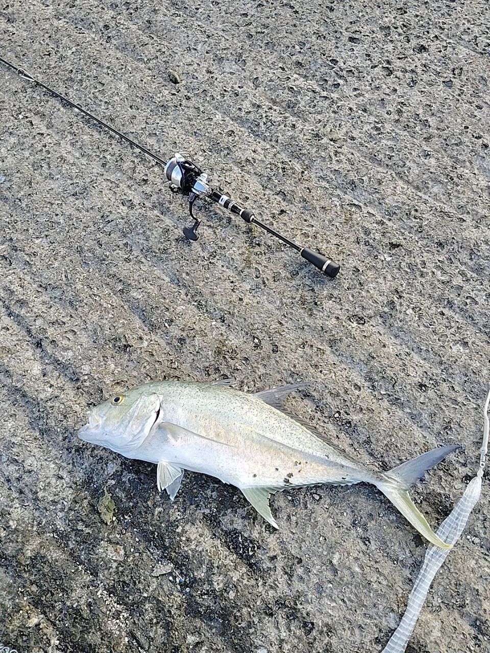 オニヒラアジの釣果写真