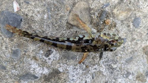 釣果