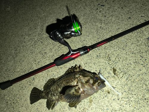 ムラソイの釣果