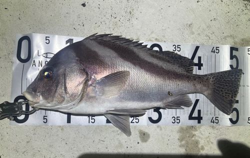 チヌの釣果