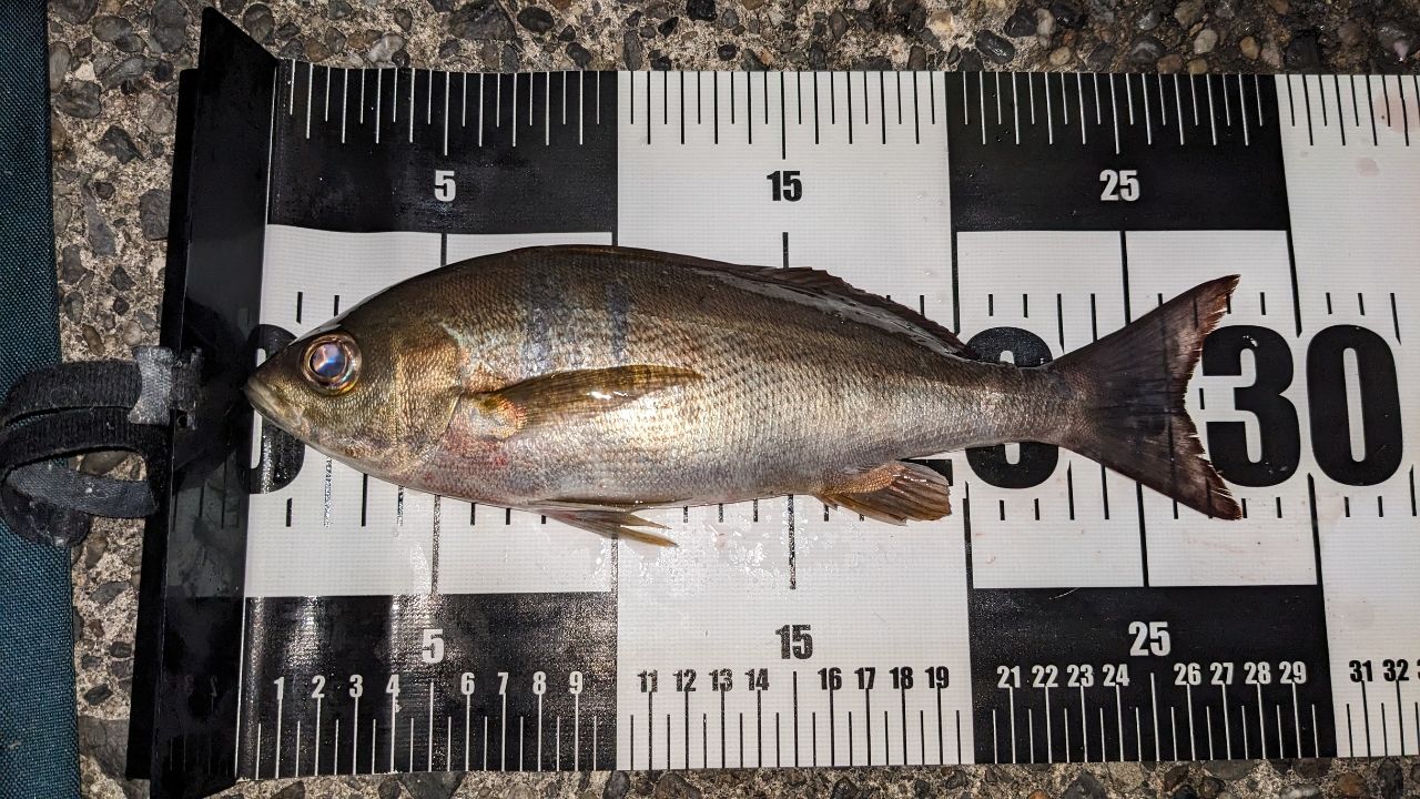 DAIWA 14リーガル 3号-45遠投の最安値・インプレ・釣果 | 本音の口コミ