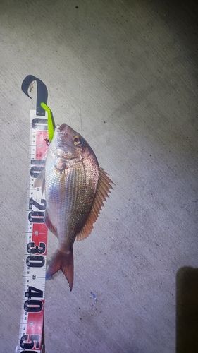 タイの釣果