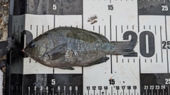 メジナの釣果