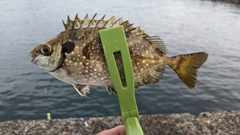 アイゴの釣果