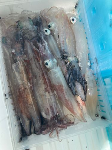ケンサキイカの釣果