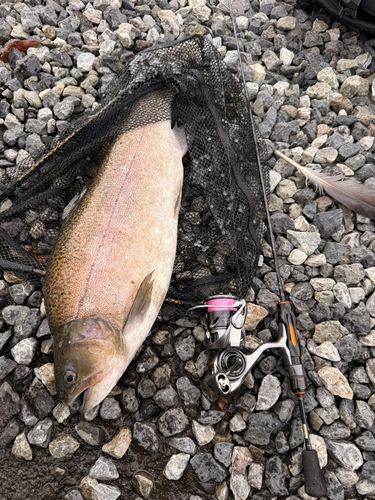 ニジマスの釣果