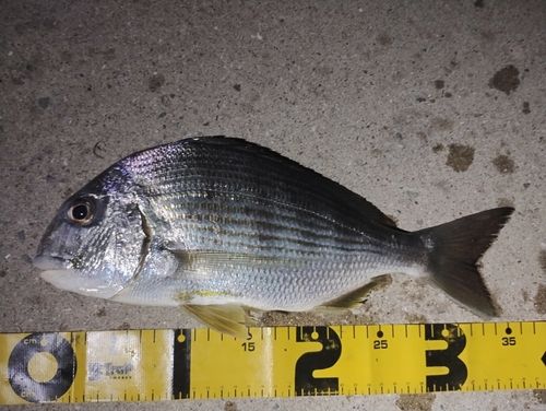ヘダイの釣果