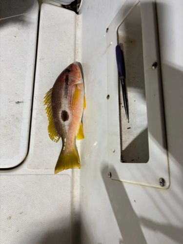 ヨコスジフエダイの釣果