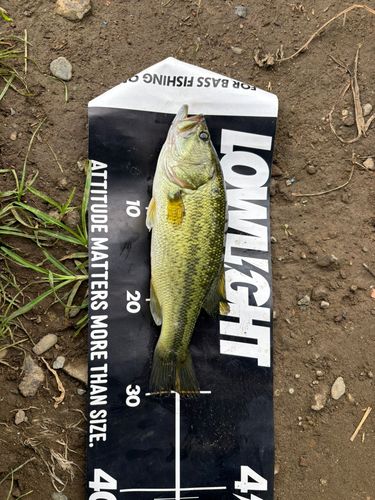 ラージマウスバスの釣果