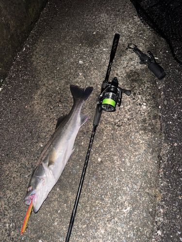 シーバスの釣果
